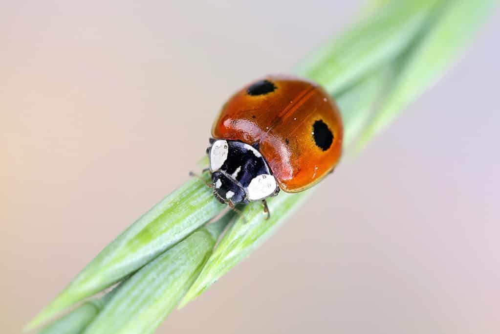 Coccinella a due punti