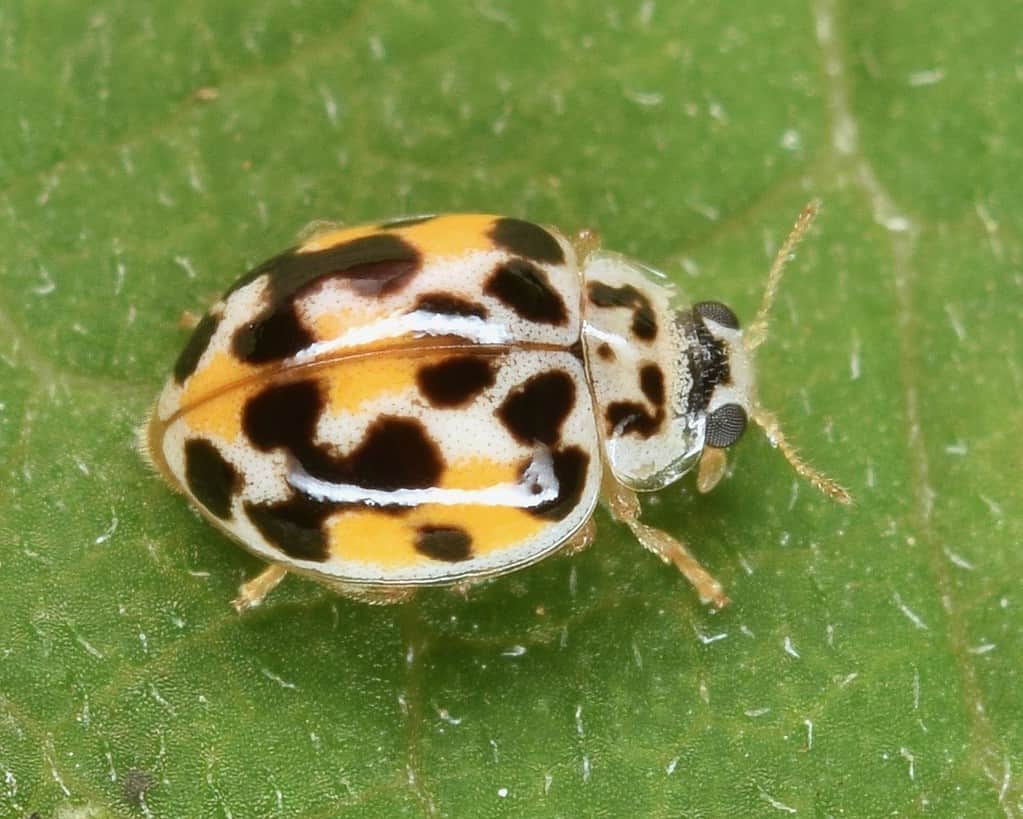 Lady Beetle dai venti punti