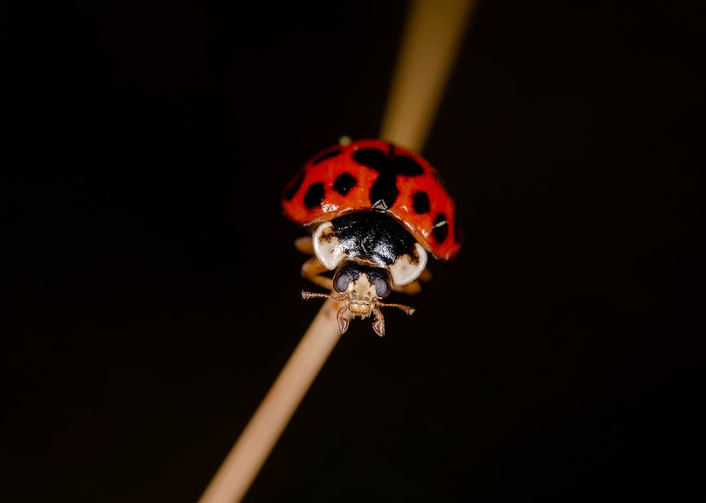 Coccinella a tredici punti