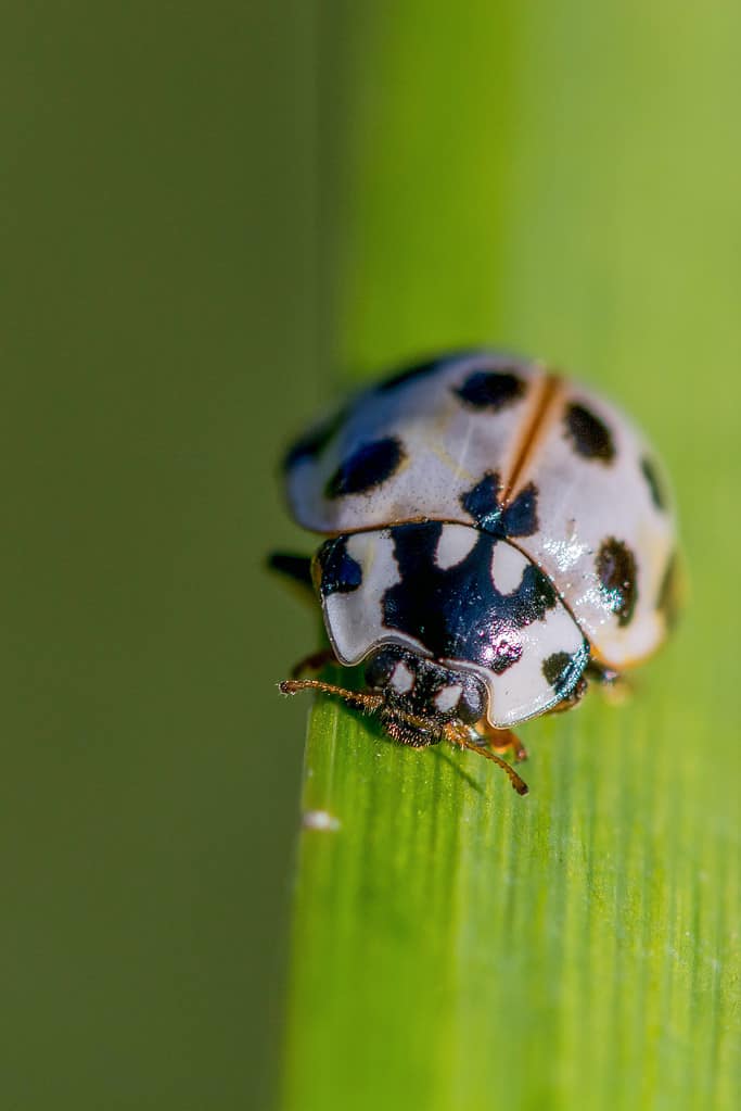 Coccinella a 15 macchie