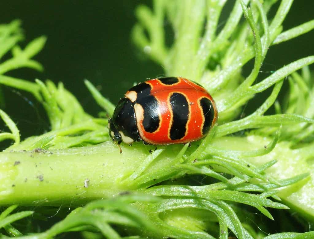 Lady Beetle a tre bande