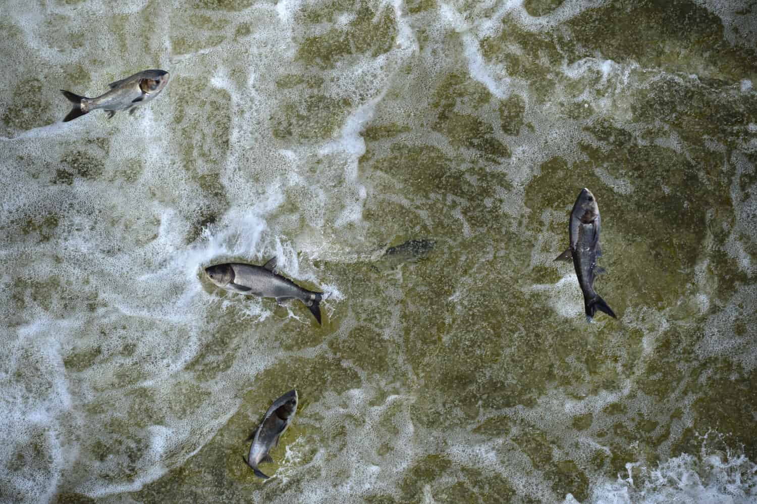 Carpa asiatica invasiva nelle acque di coda della diga di Bagnell sul fiume Osage che forma il lago degli Ozarks