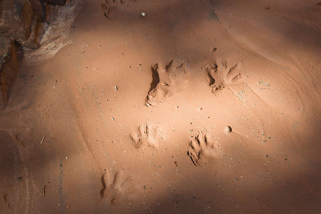 tracce di opossum nel fango nello Utah
