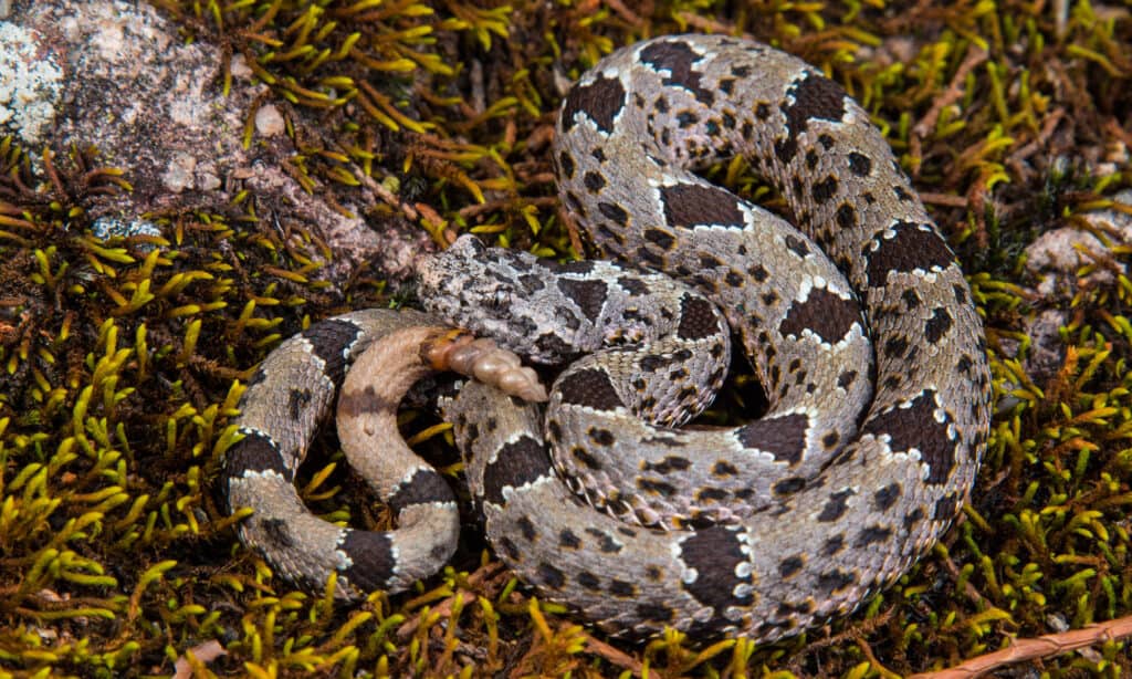 Serpente a sonagli di roccia