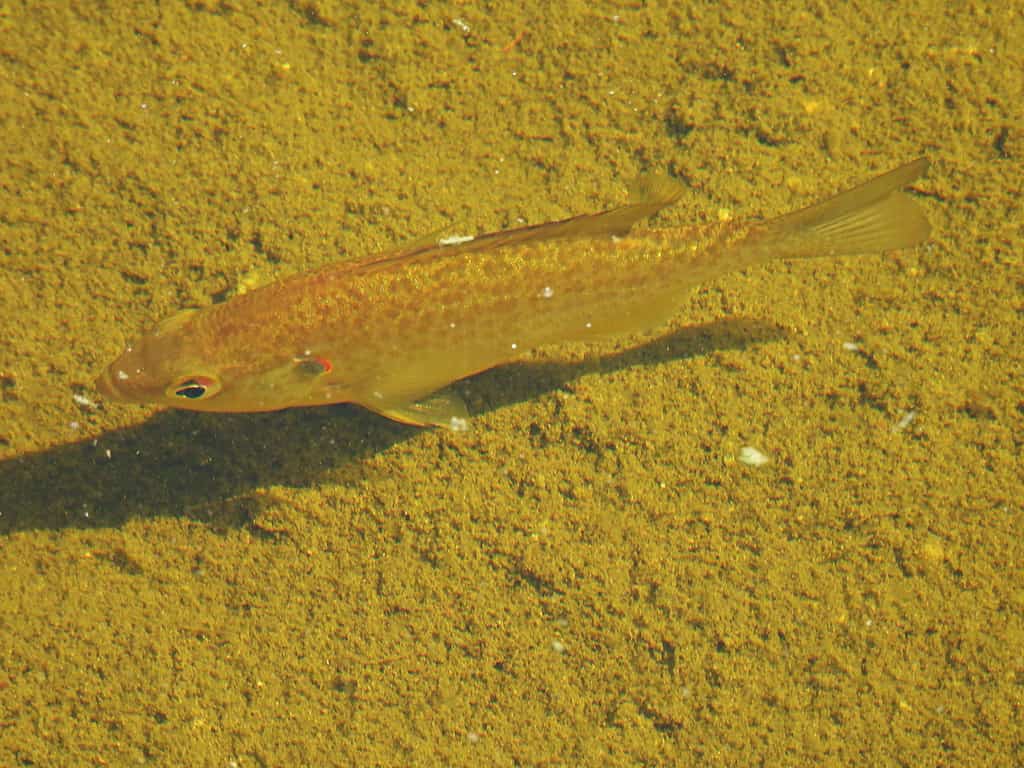 Redear profilo Sunfish