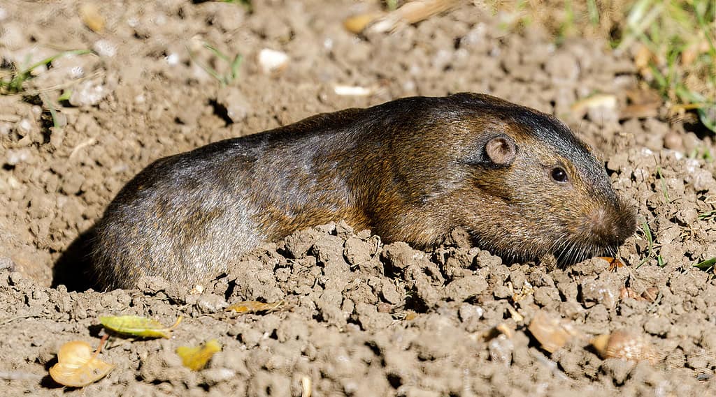 Gopher tascabile di Botta (Thomomys bottae)