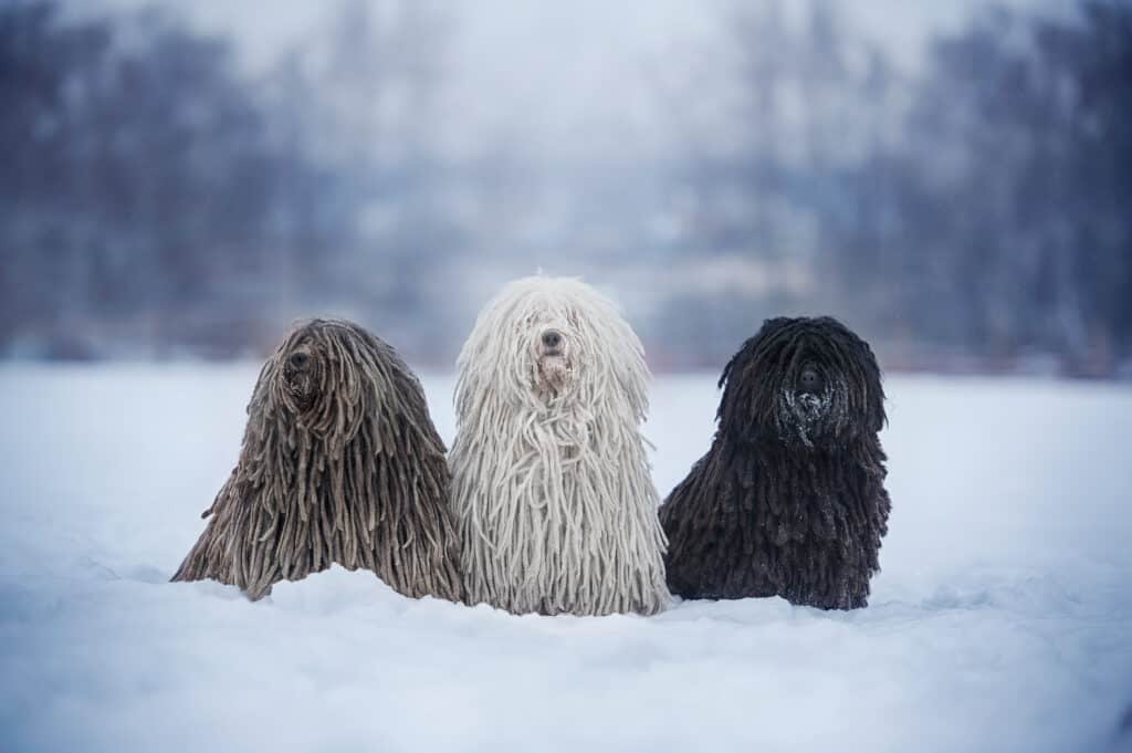 Puli cani