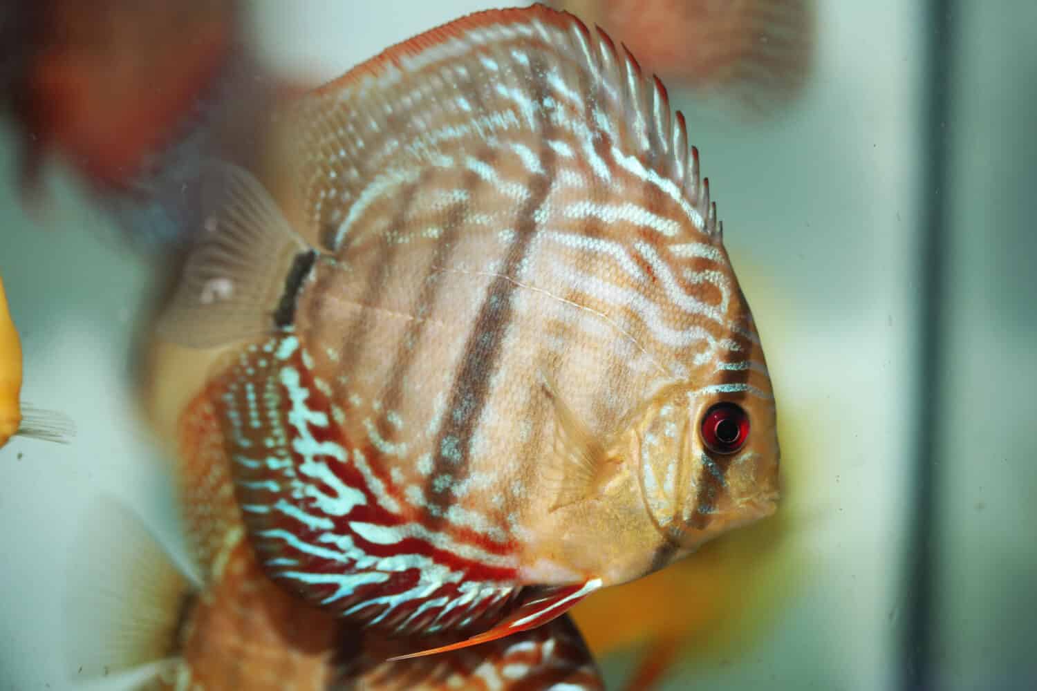 Ibrido Heckel cross discus nuoto in acquario