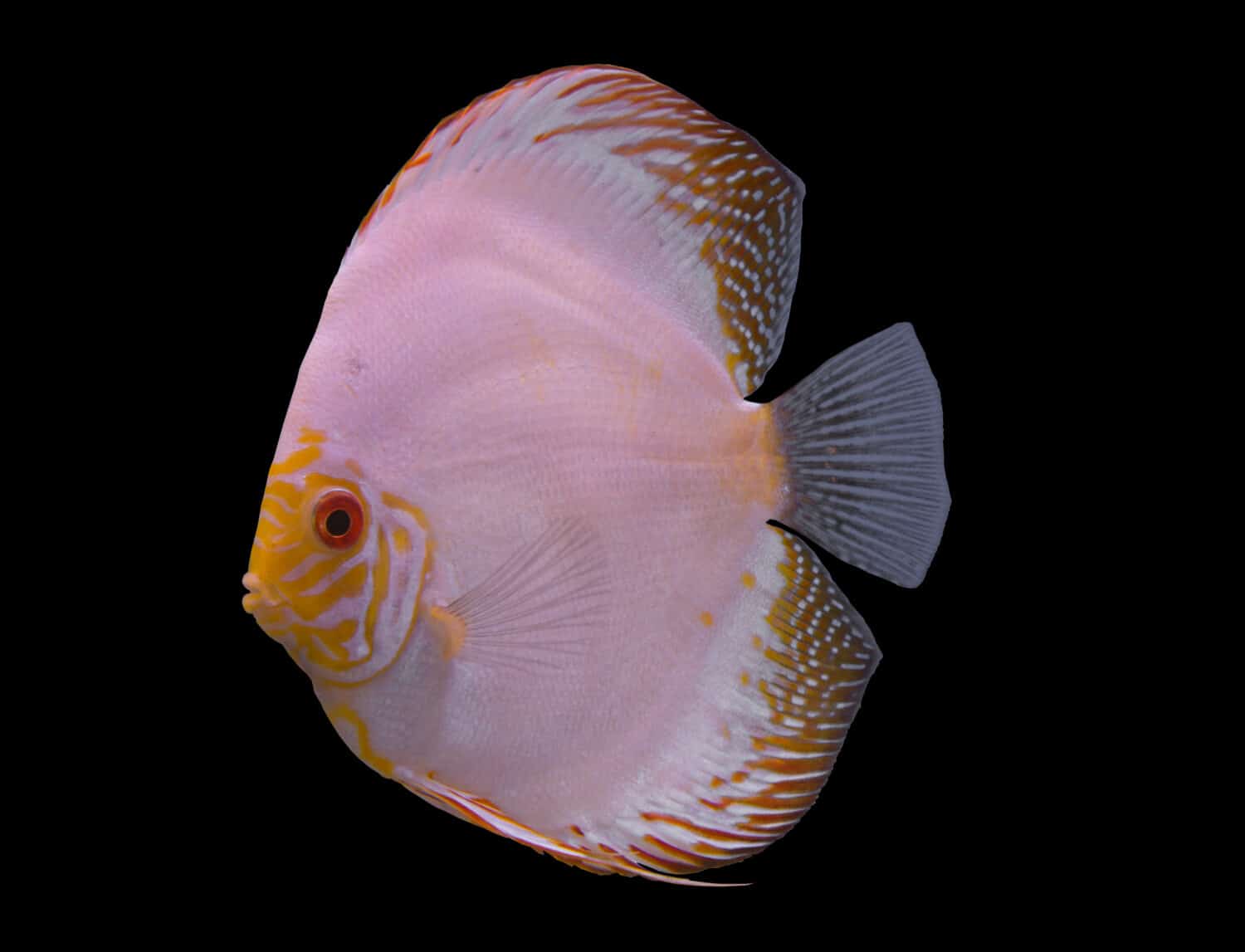Pesce discus farfalla bianca isolato in uno sfondo nero