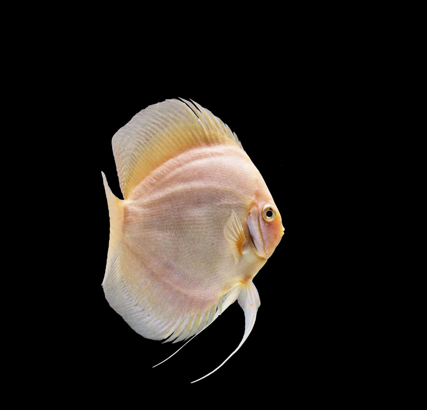 ceppo diamante bianco di pesce disco