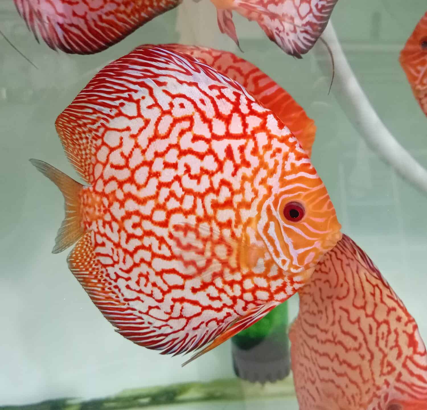 discus piccione rosso in acquario 