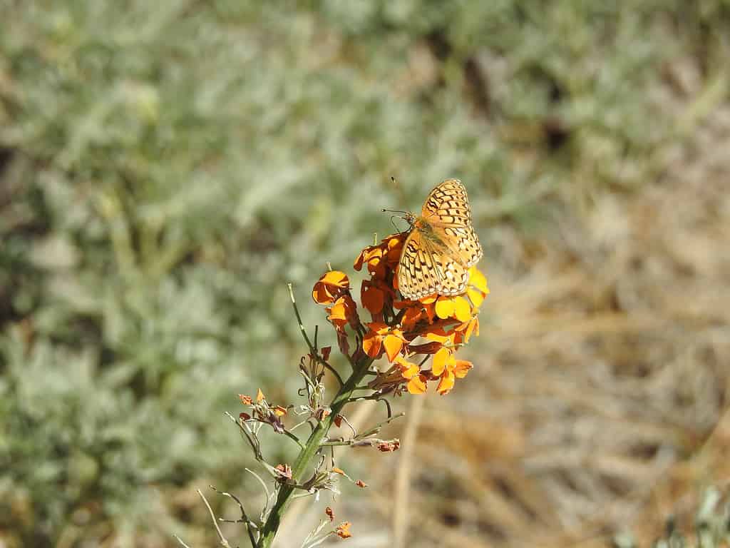 Farfalla fritillaria di Callippe