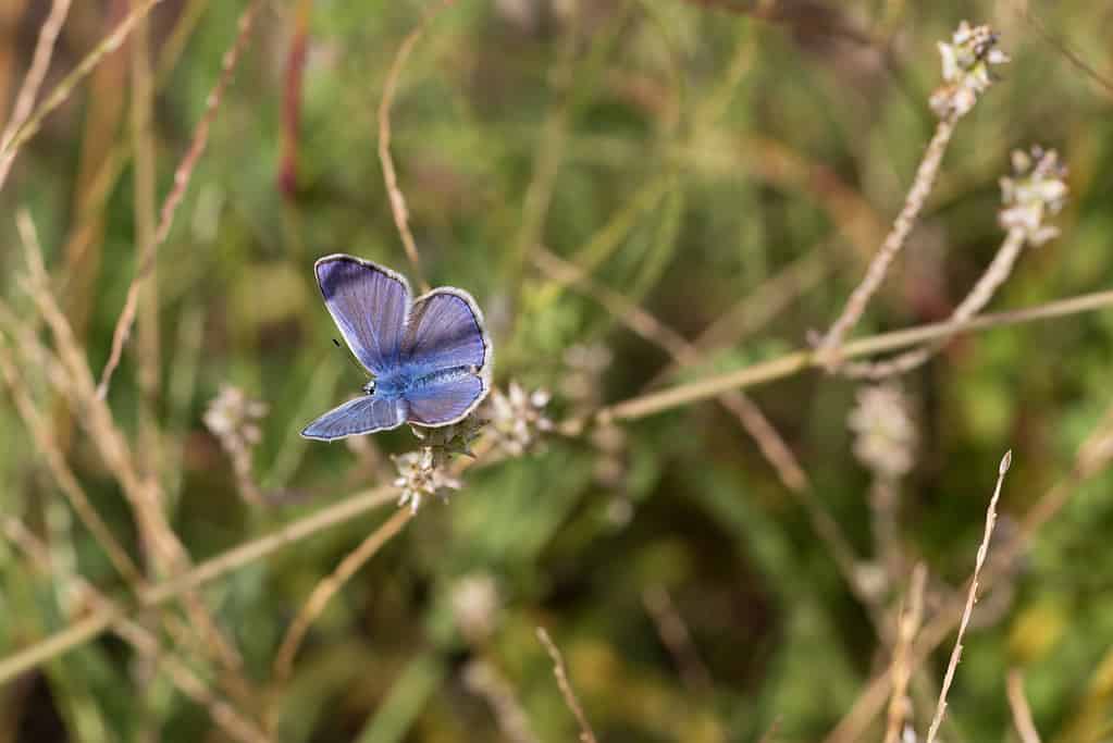 Missione farfalla blu