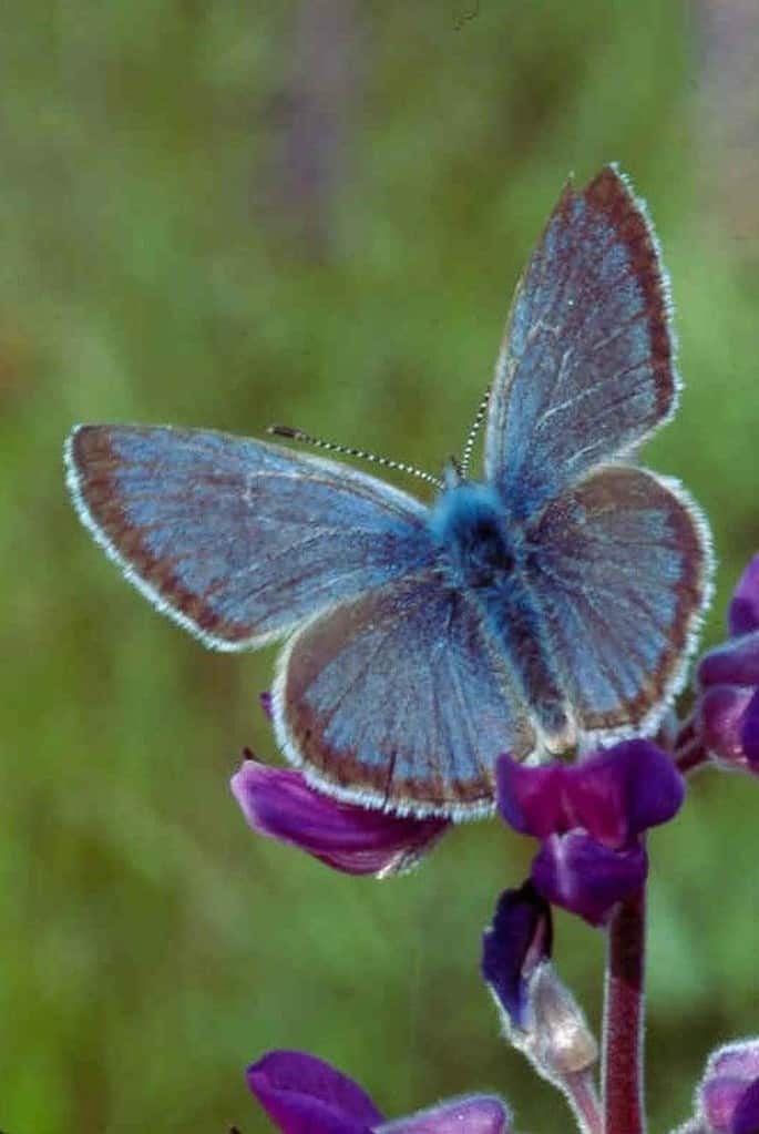 Farfalla blu di Fender