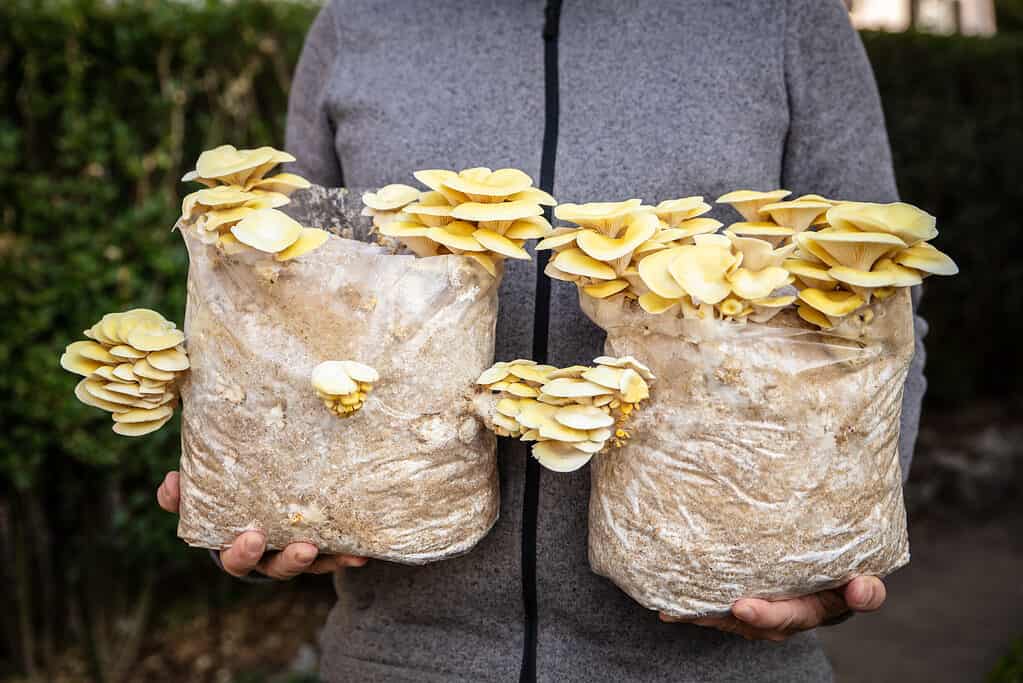 Uomo con due substrati di micelio con funghi ostrica dorati, fungicoltura a casa, Pleurotus citrinopileatus
