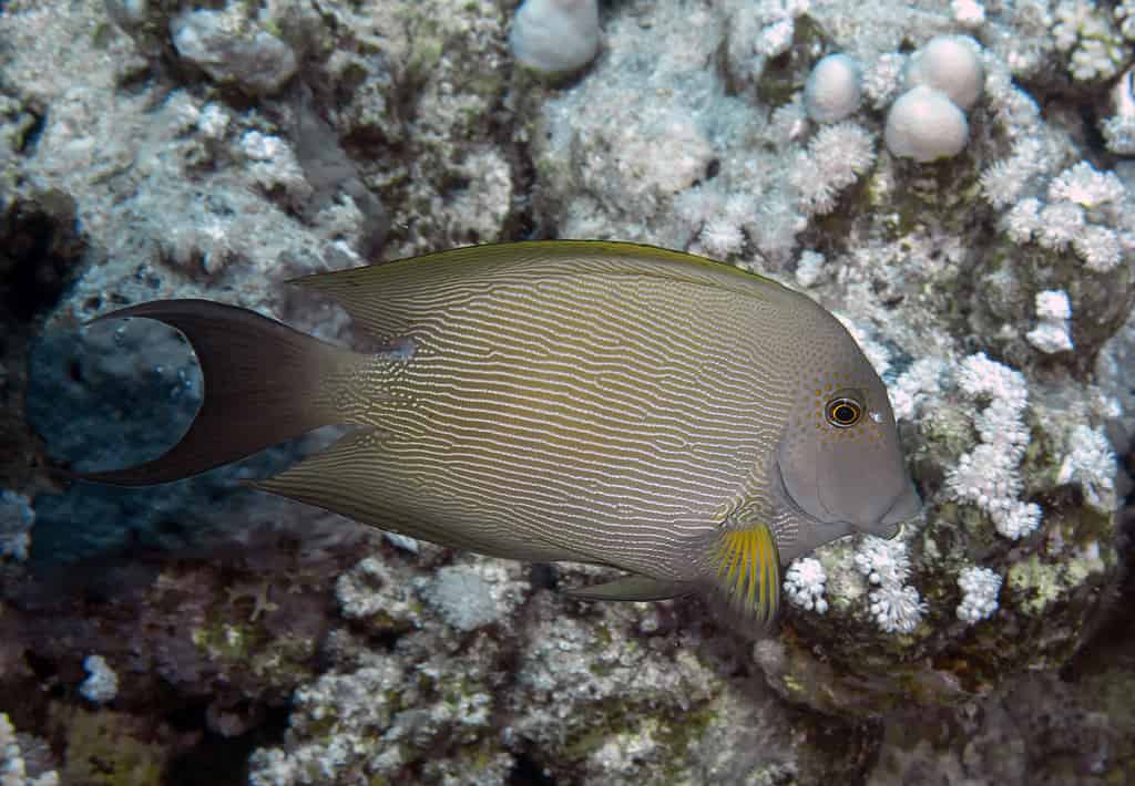 Acanthurus nigrofuscus, pesce codolo bruno