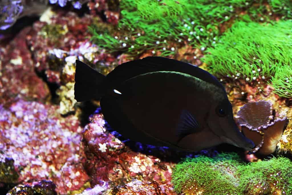 Codolo nero, Zebrasoma rostratum, pesce