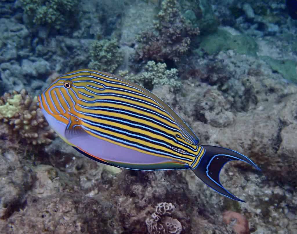 Pesce codolo pagliaccio, Acanthurus lineatus