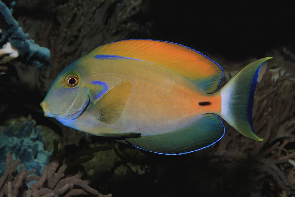 Acanthurus fowleri, codolo di Fowleri, pesce chirurgo di Fowler
