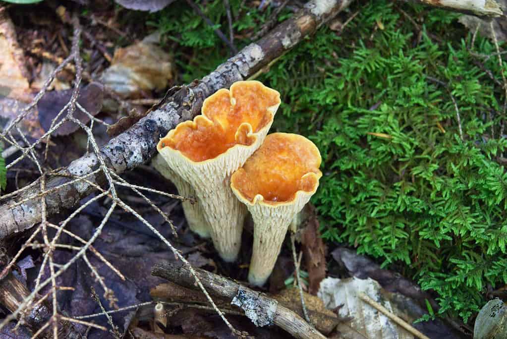 Finferli lanosi Gomphus Turbinellus floccosus