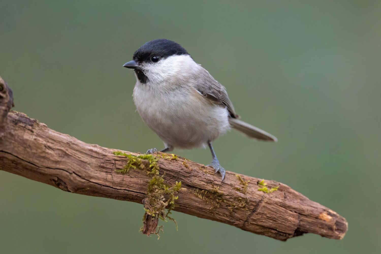 L'uccello della cinciallegra Poecile palustris si è appollaiato sul ramo di un albero