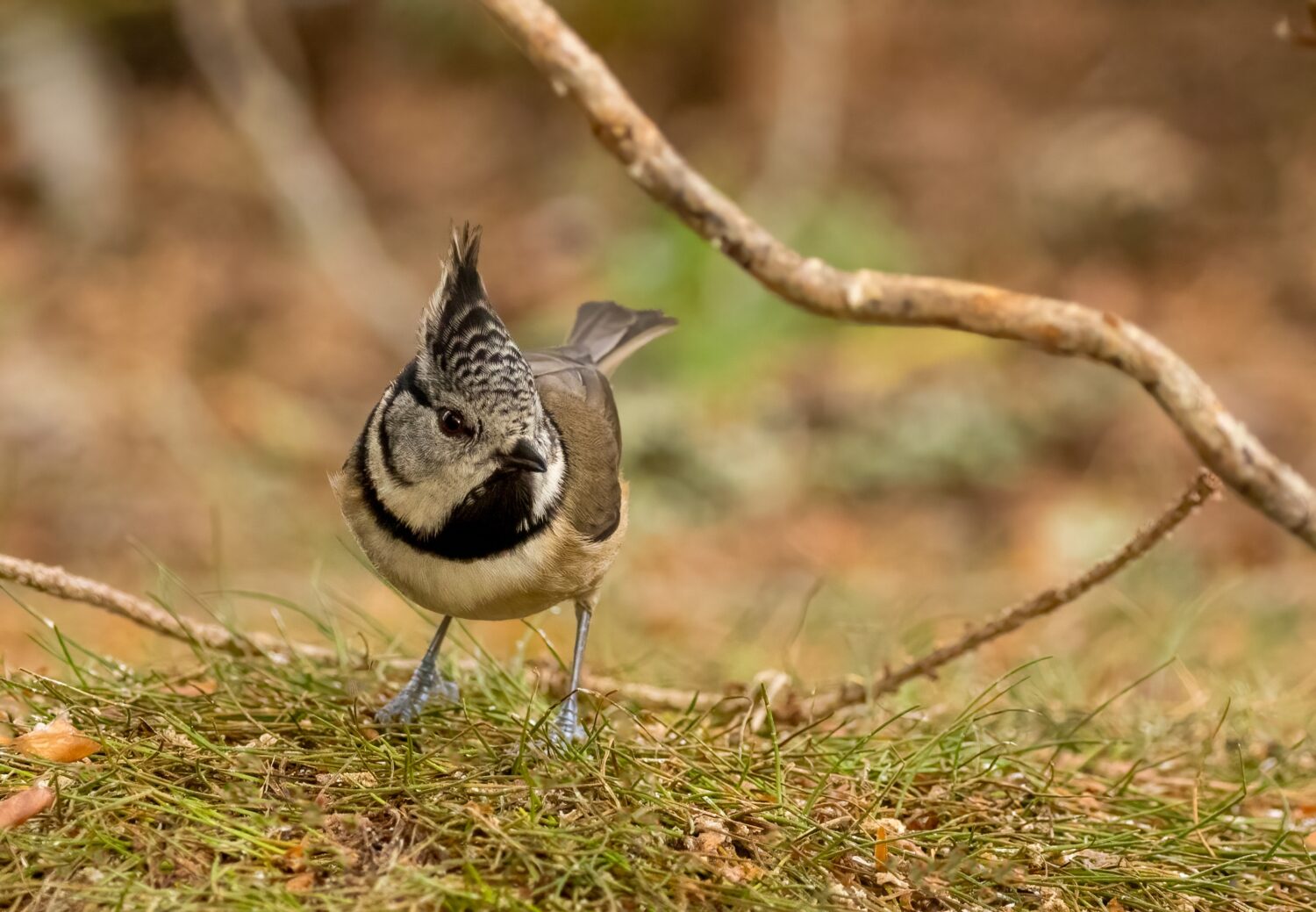 Uccello cinciallegra a Loch Garten, Scozia