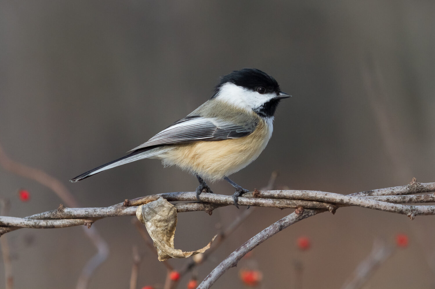 Chickadee dal cappuccio nero