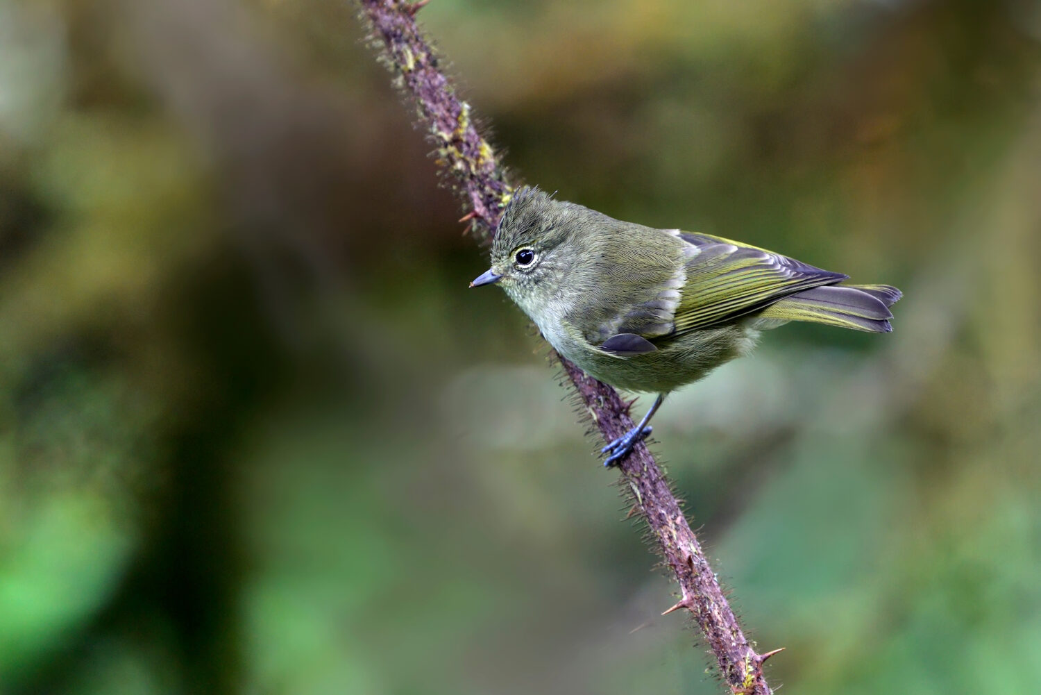 Tit dai sopraccigli gialli in natura