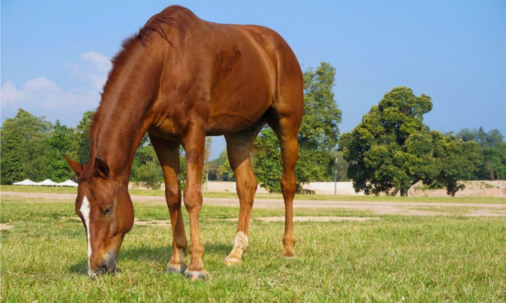 Un cavallo marrone che mangia erba nel pascolo.