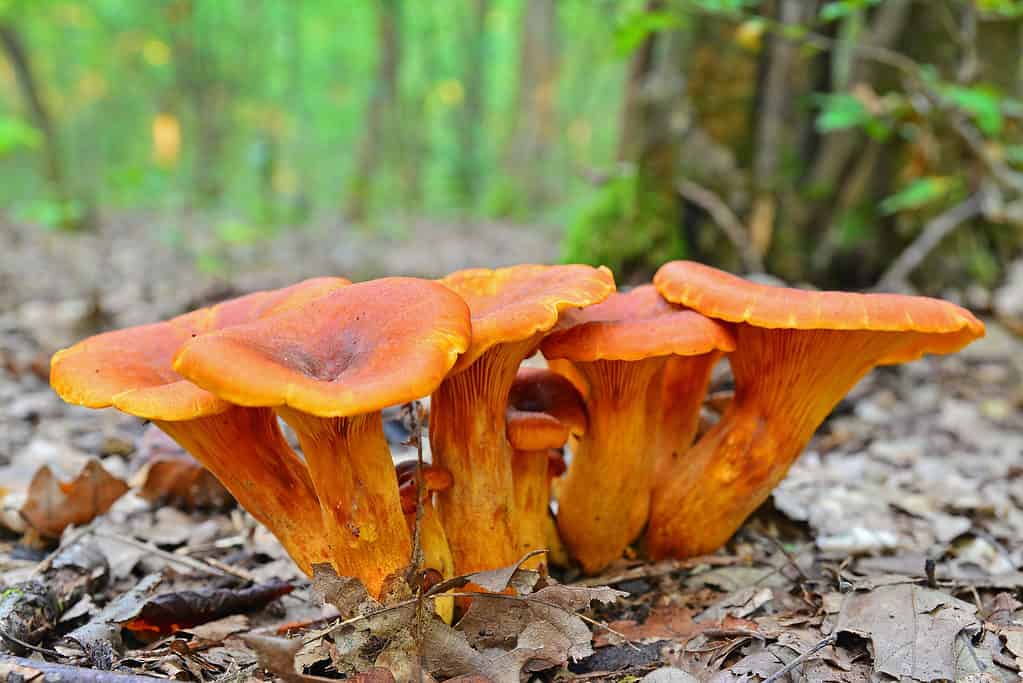 Funghi jack-o'lantern