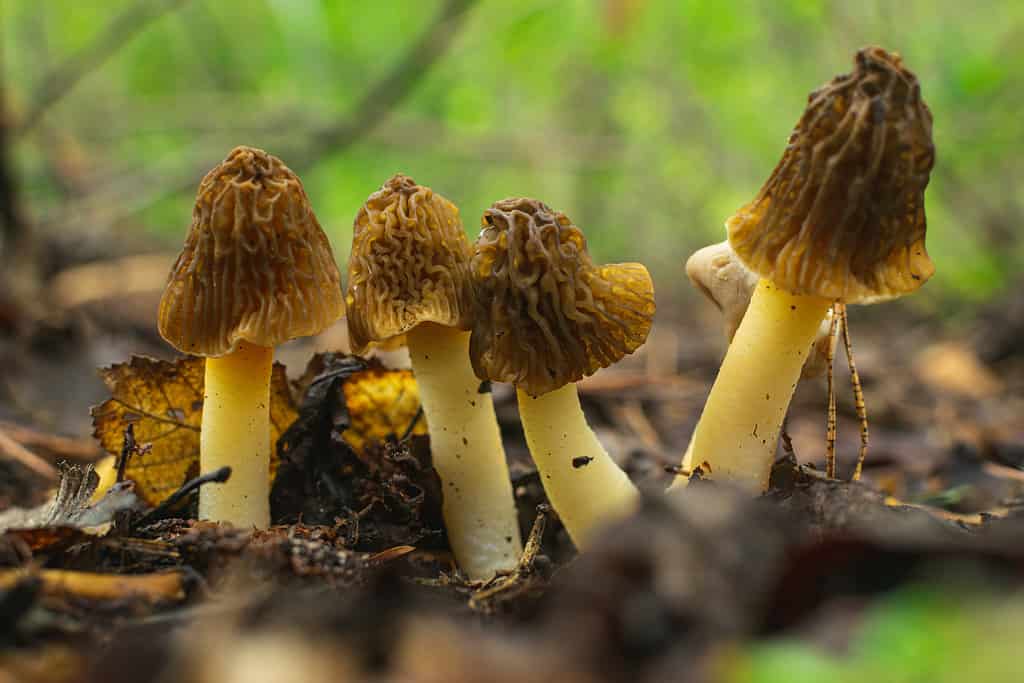 spugnola precoce