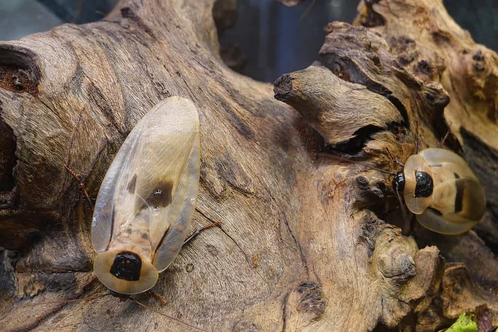 Blaberus giganteus, lo scarafaggio gigante delle caverne centroamericano