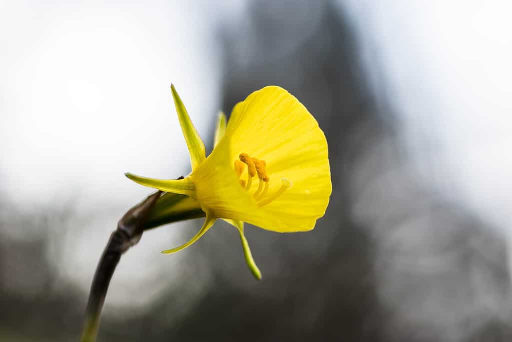 Giallo Narciso Bulbocodium
