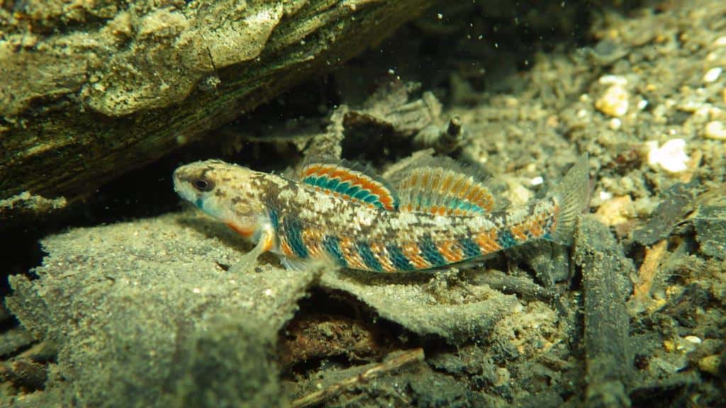 Darter arcobaleno, Etheostoma blu