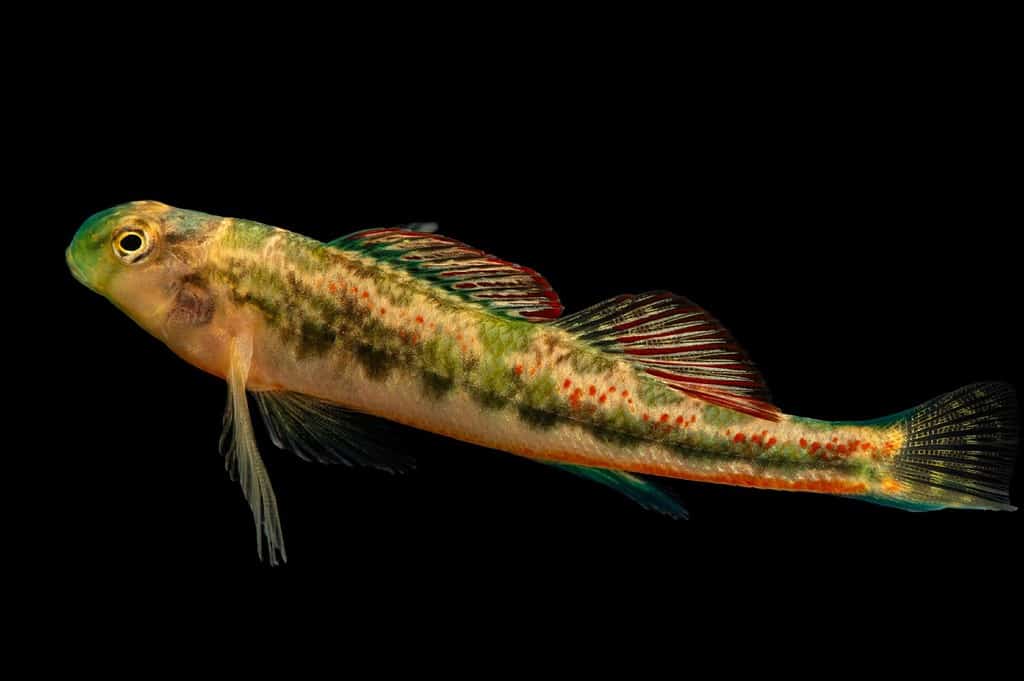 Pesce Darter del Tennessee