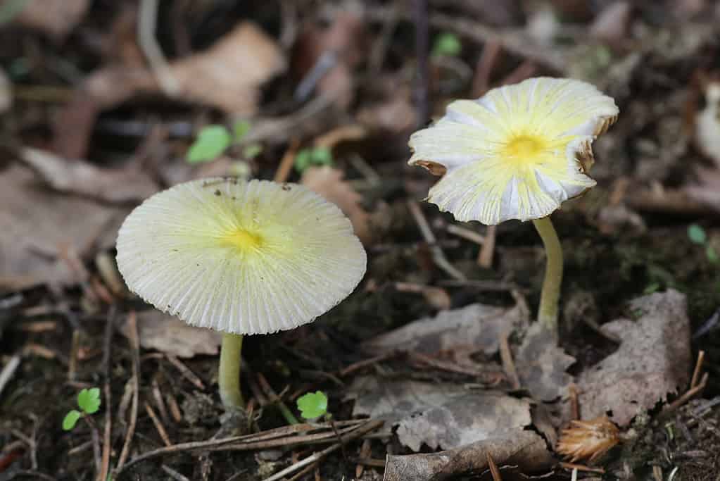 berretto da campo giallo