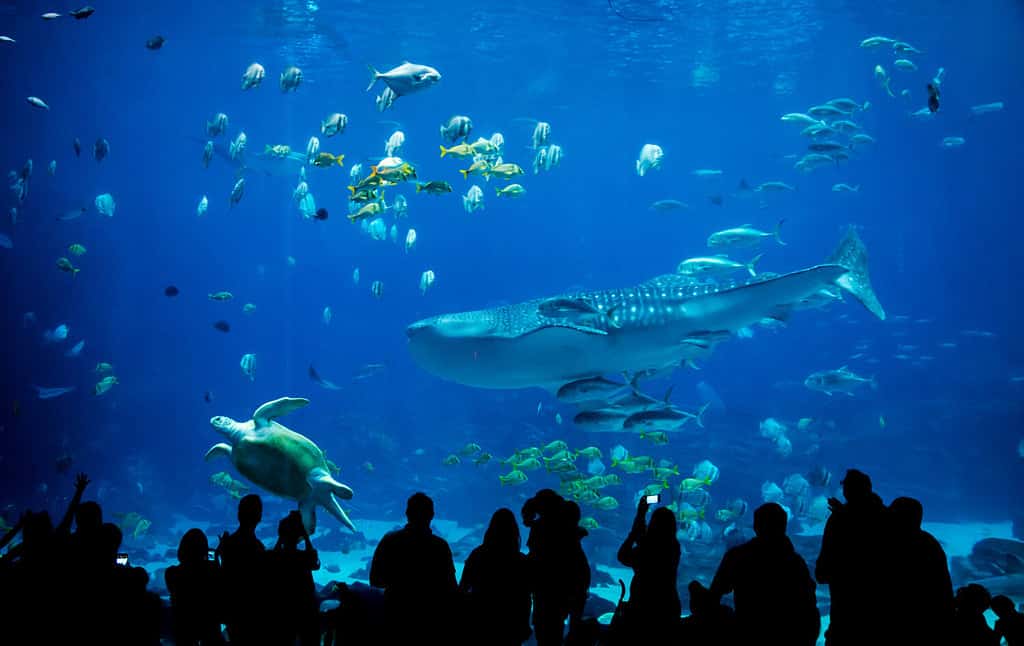 silhouette persone nel grande acquario