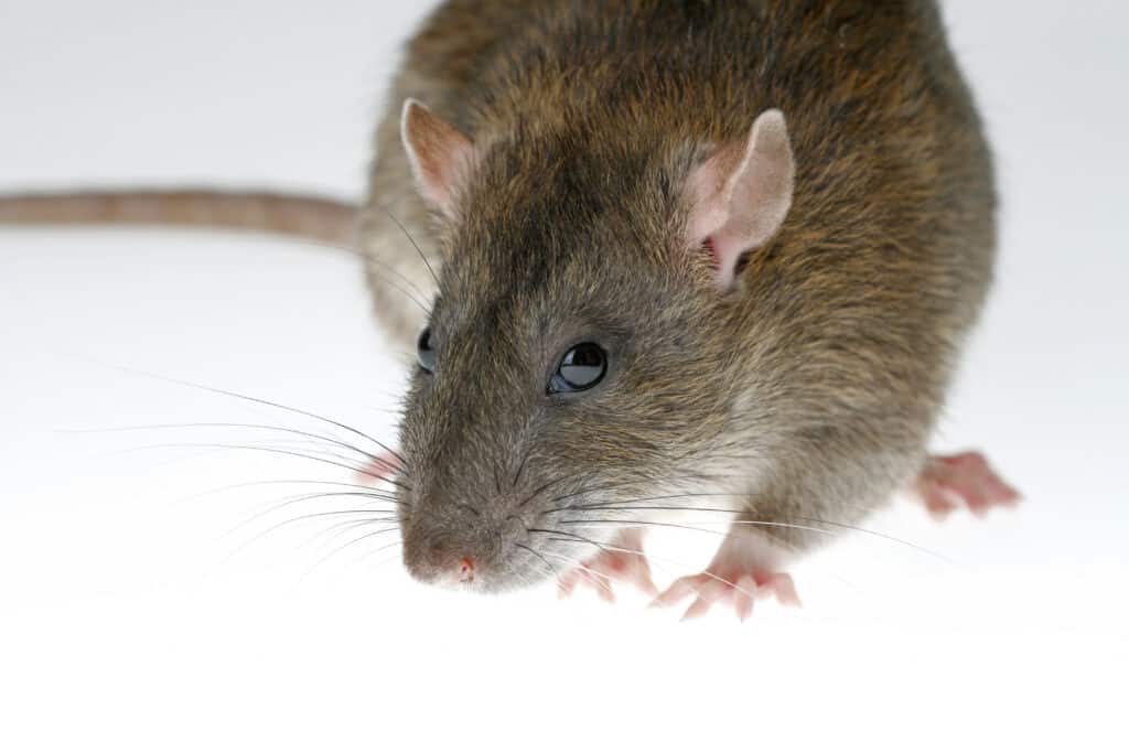 Ratto marrone isolato su sfondo bianco