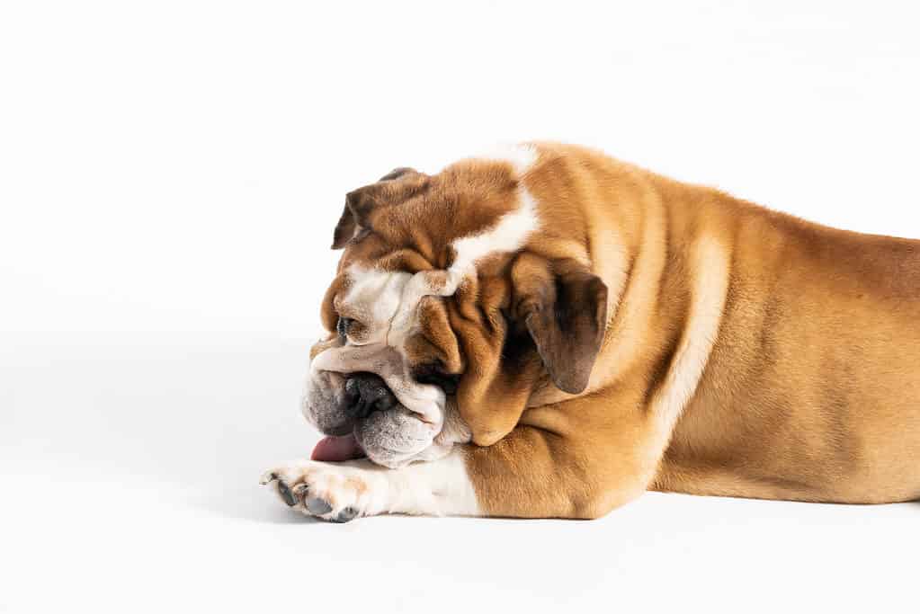 Bulldog che lecca la zampa anteriore