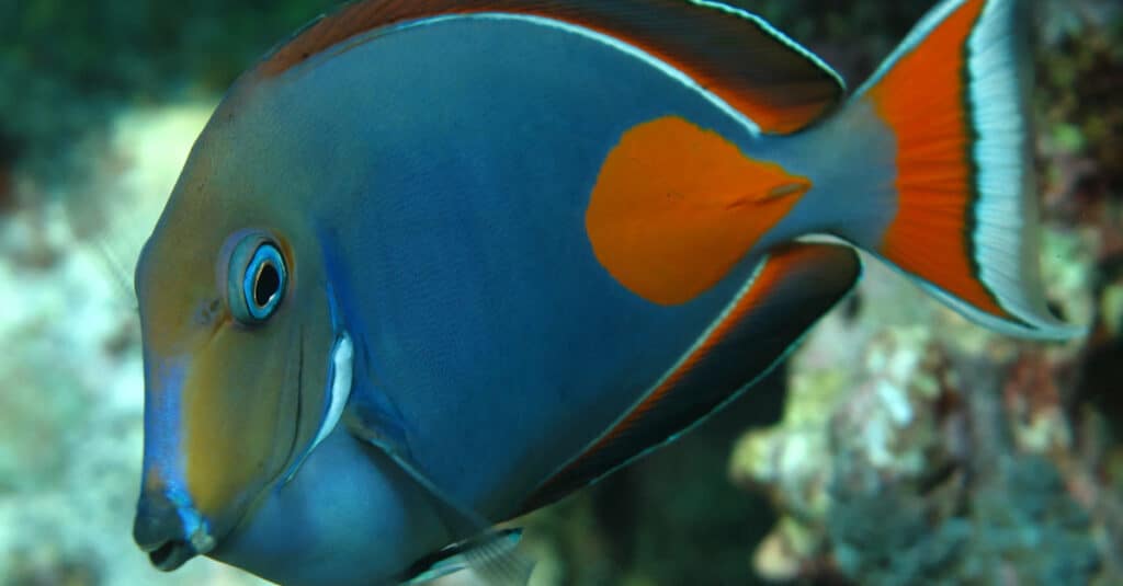 Un codolo d'Achille colorato