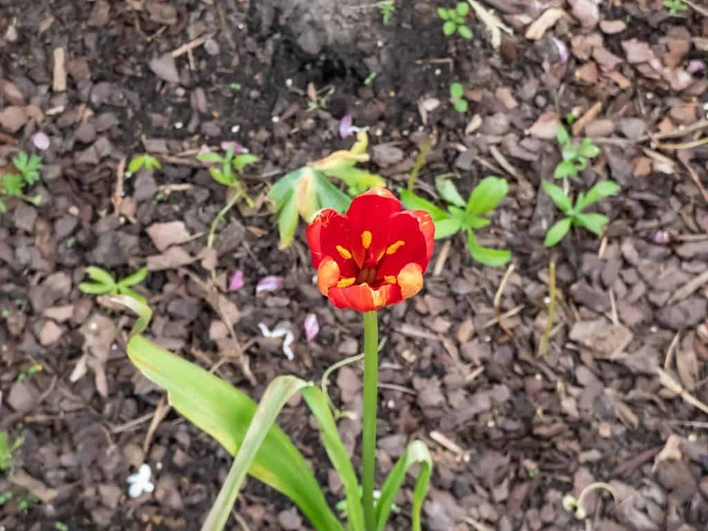 Primo piano del tulipano di Sprenger (Tulipa sprengeri) coltivato come ornamentale in giardino e fiorito con fiore rosso vivo durante l'estate