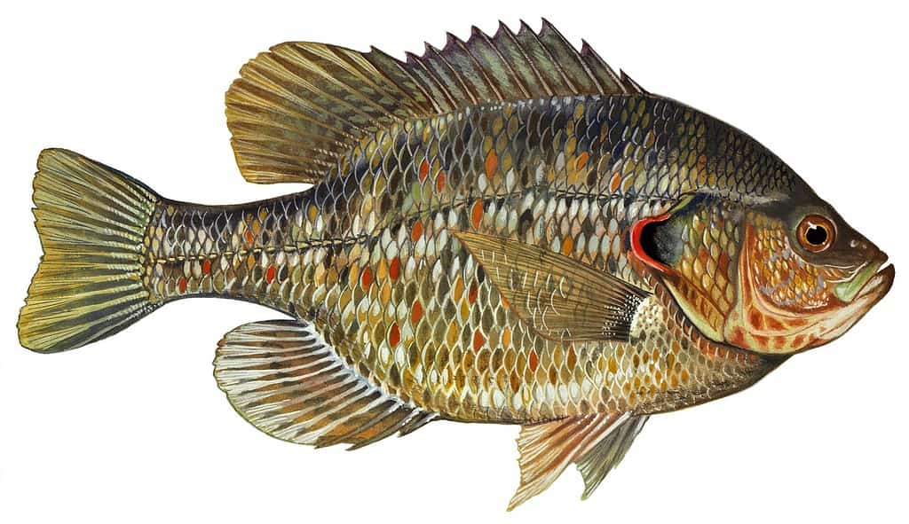 Pesce luna rosso (Lepomis microlophus)
