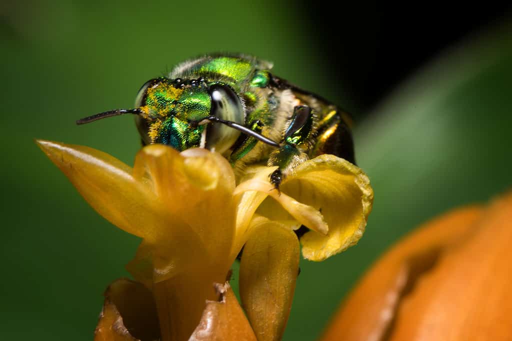 Ape orchidea colorata o Exaerete su un fiore tropicale giallo