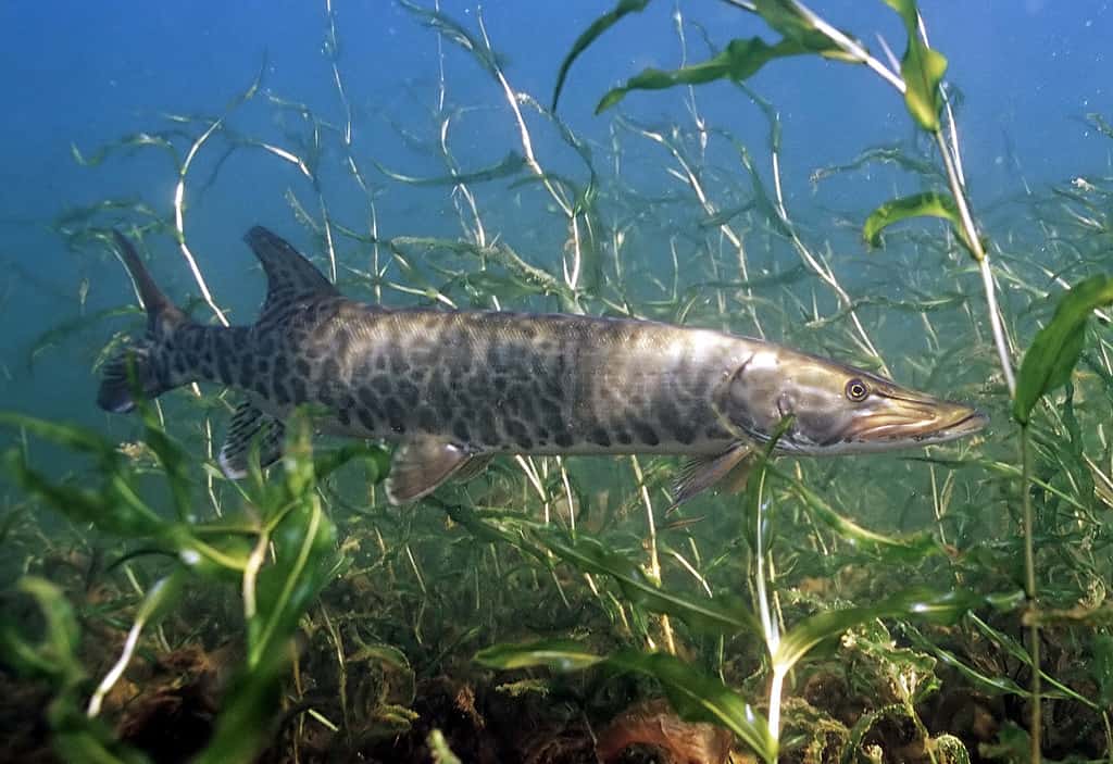 Esox masquinongy, muskie, muscolo polmonare