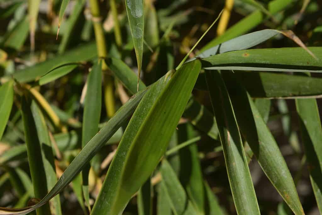Fargesia rufa Panda verde