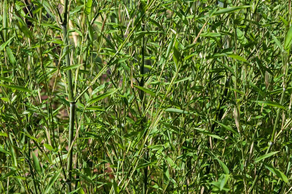 bambù Phyllostachys bissetii