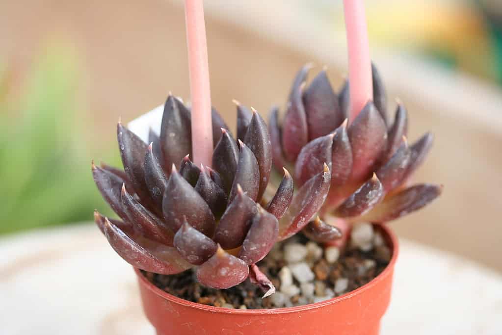 Echeveria è legata alle piante grasse