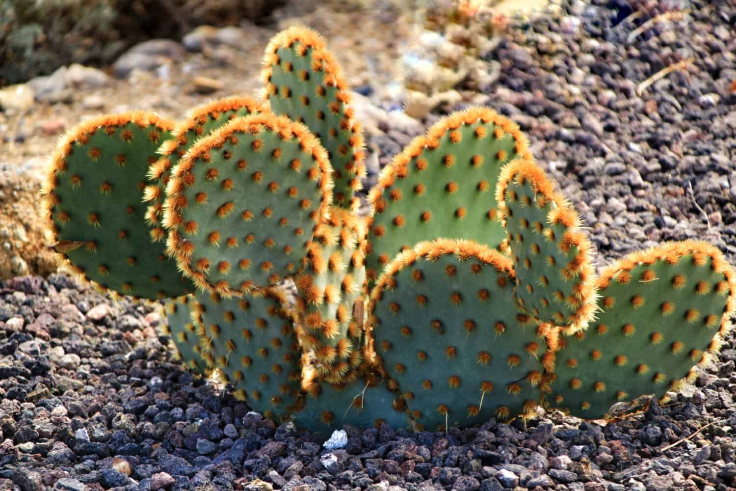 Opuntia aciculata pianta di cactus texture nel giardino sotto il sole a Nijar, Almeria, Spagna