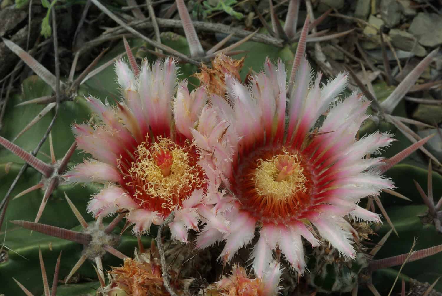Echinocactus texensis con fiori meravigliosi