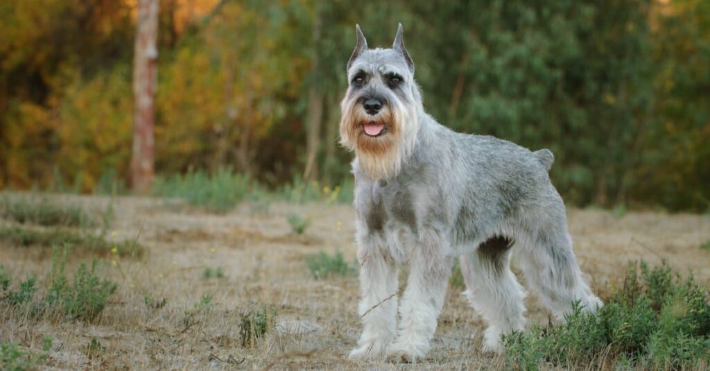 Gli Schnauzer sono bravi con i bambini proprio come Benji 